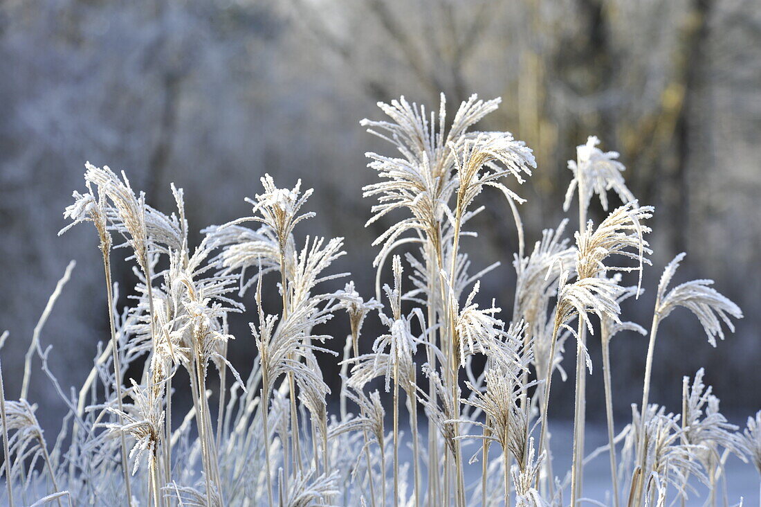 Hoar frost on grasses