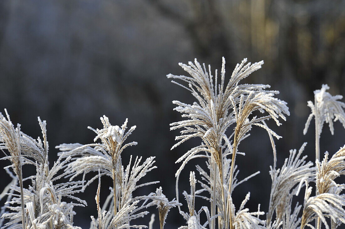 Hoarfrost on grasses