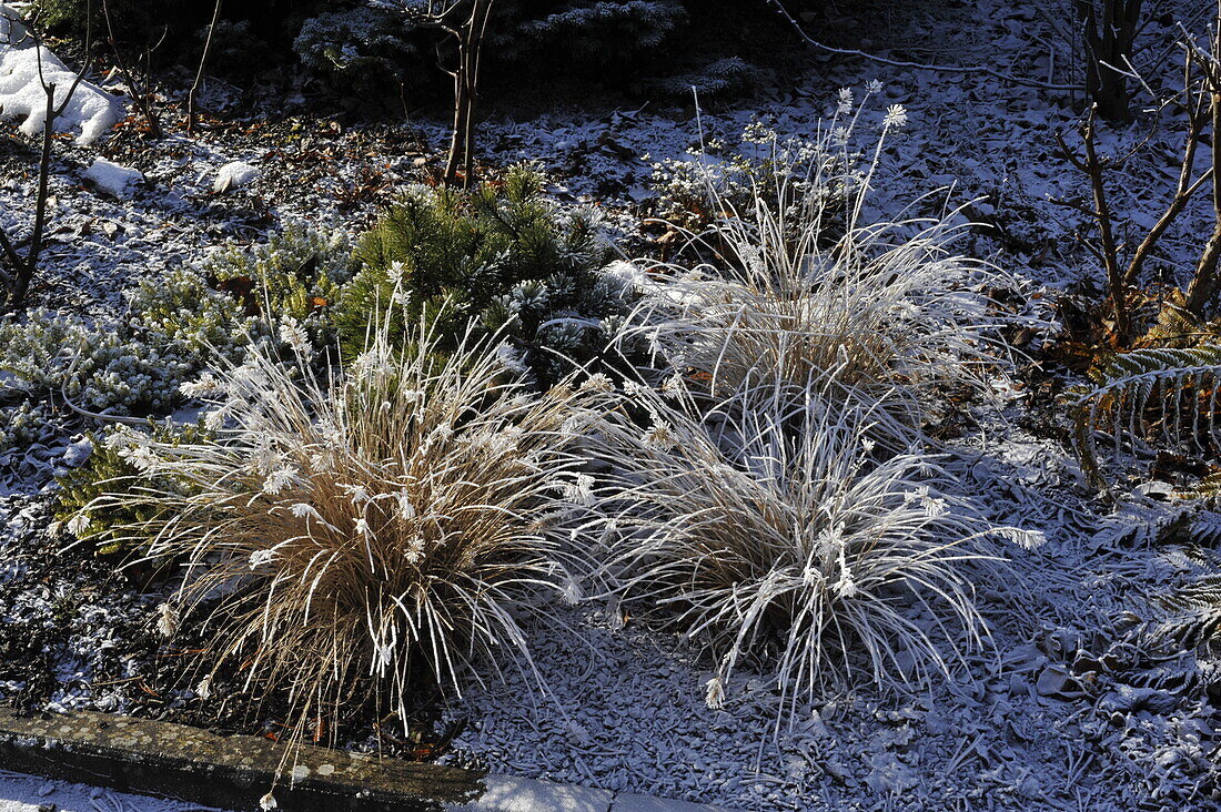 Hoar frost on grasses