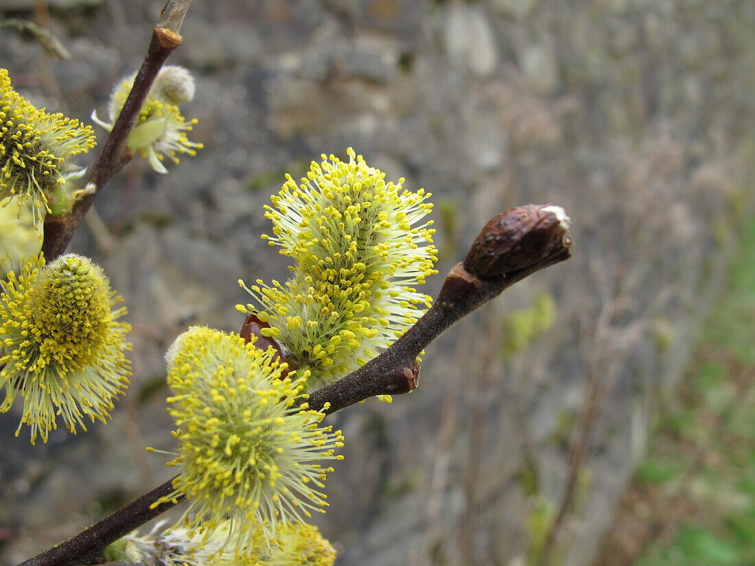 Salix caprea