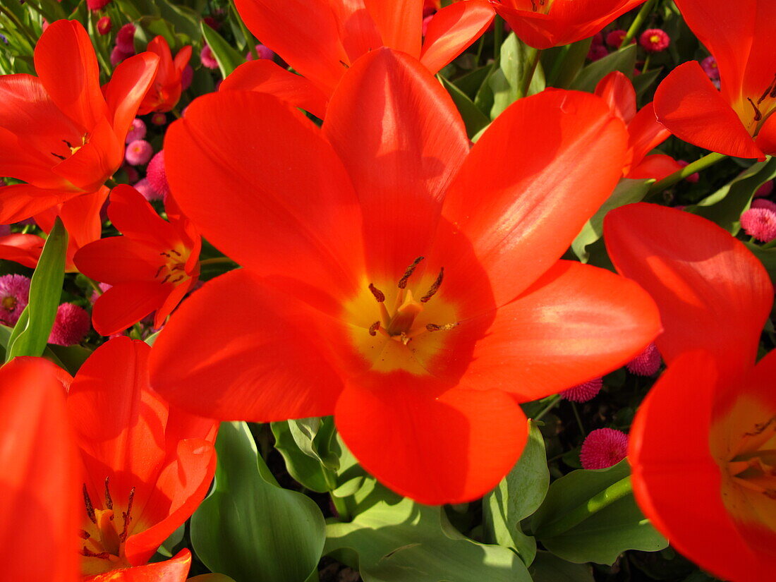 red tulip blossom