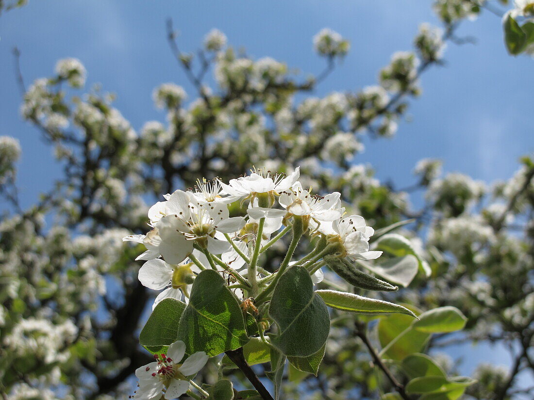 Prunus avium, Wildform
