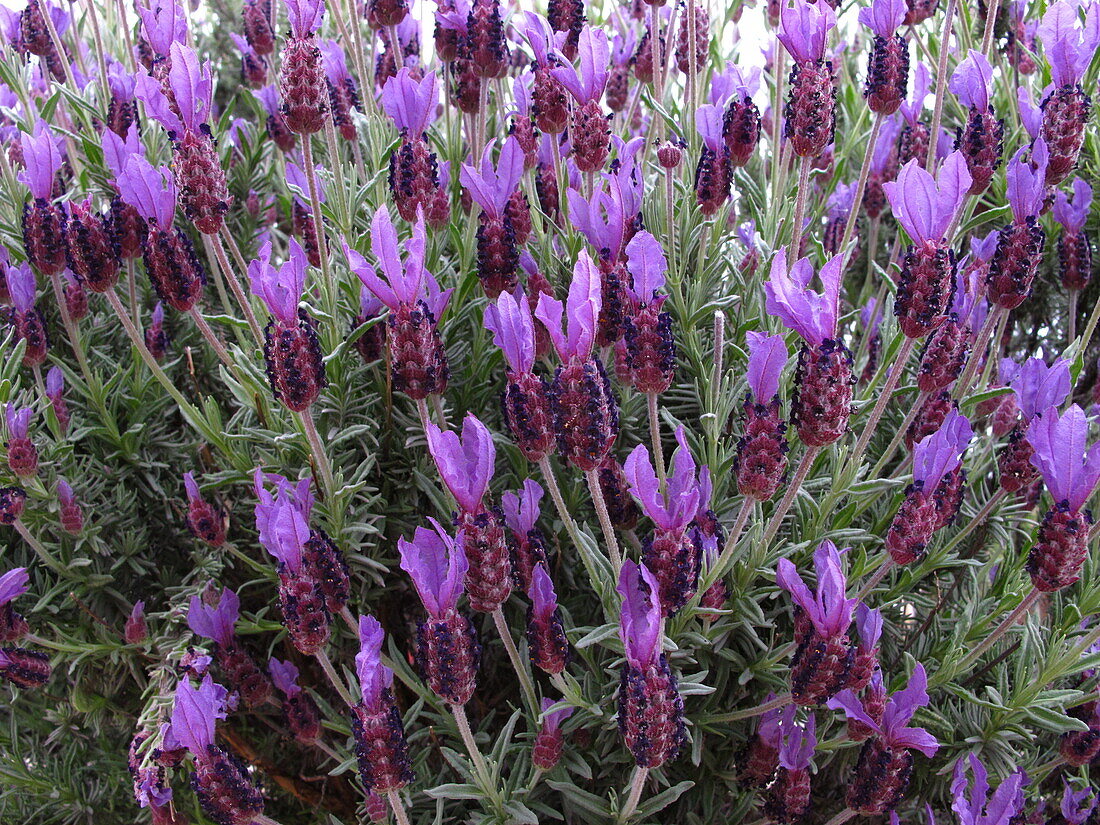 Lavandula stoechas 'Victory'