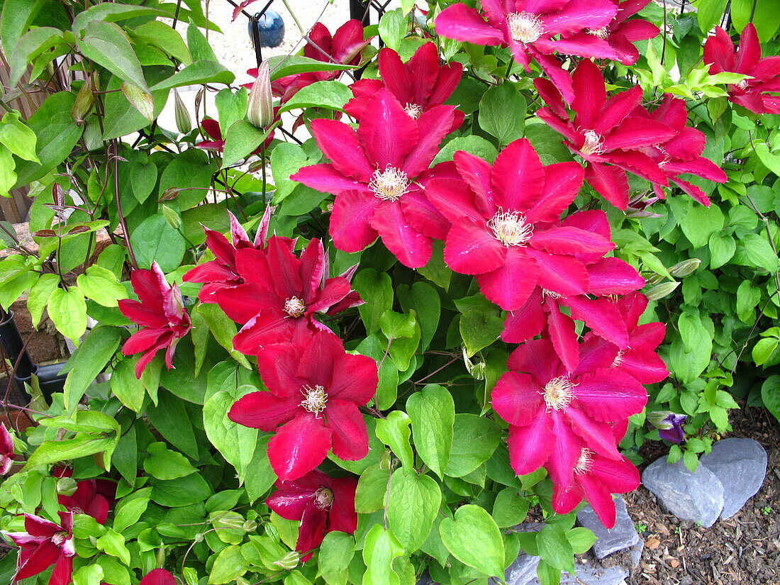 Clematis, red