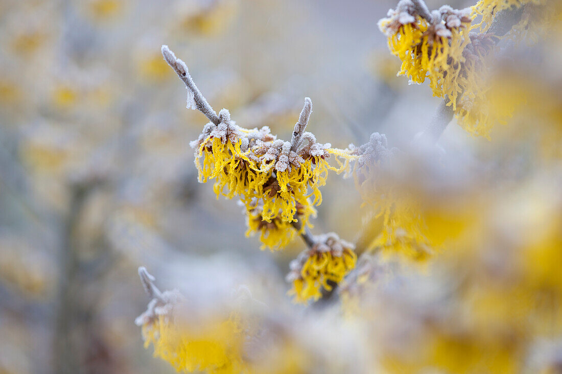 Hamamelis x intermedia 'Barmstedt´s Gold'