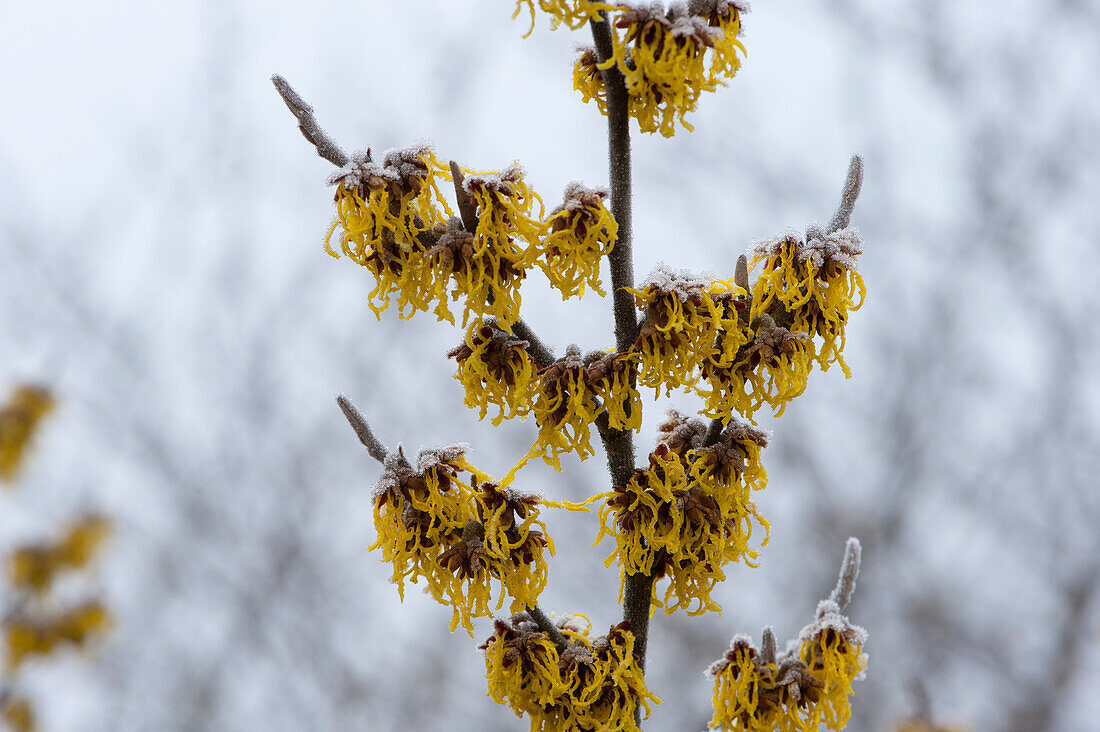 Hamamelis x intermedia 'Barmstedt´s Gold'