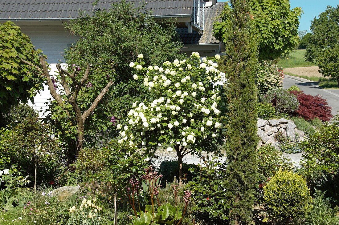 Viburnum opulus 'Compactum', strain