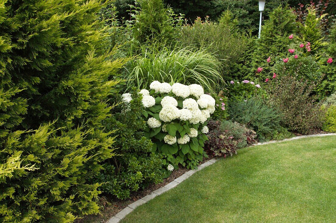 Garden view with hydrangea