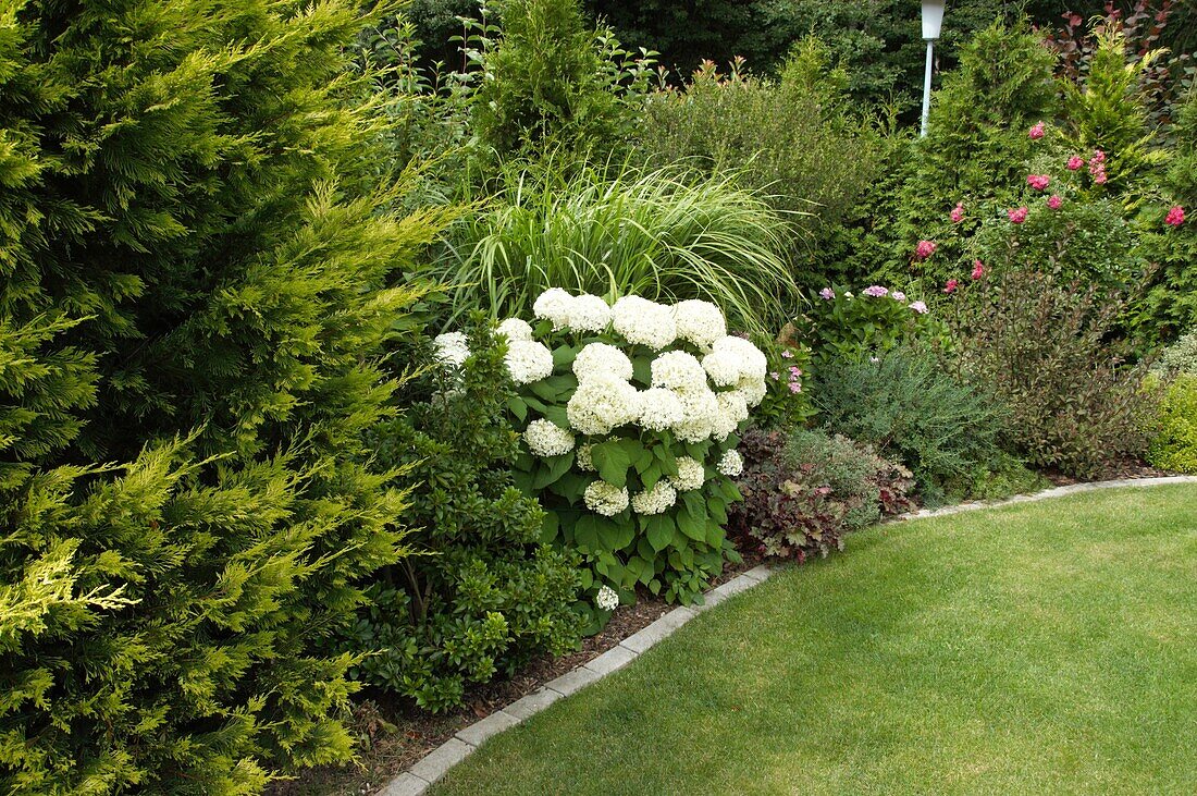 Gartenansicht mit Hortensie