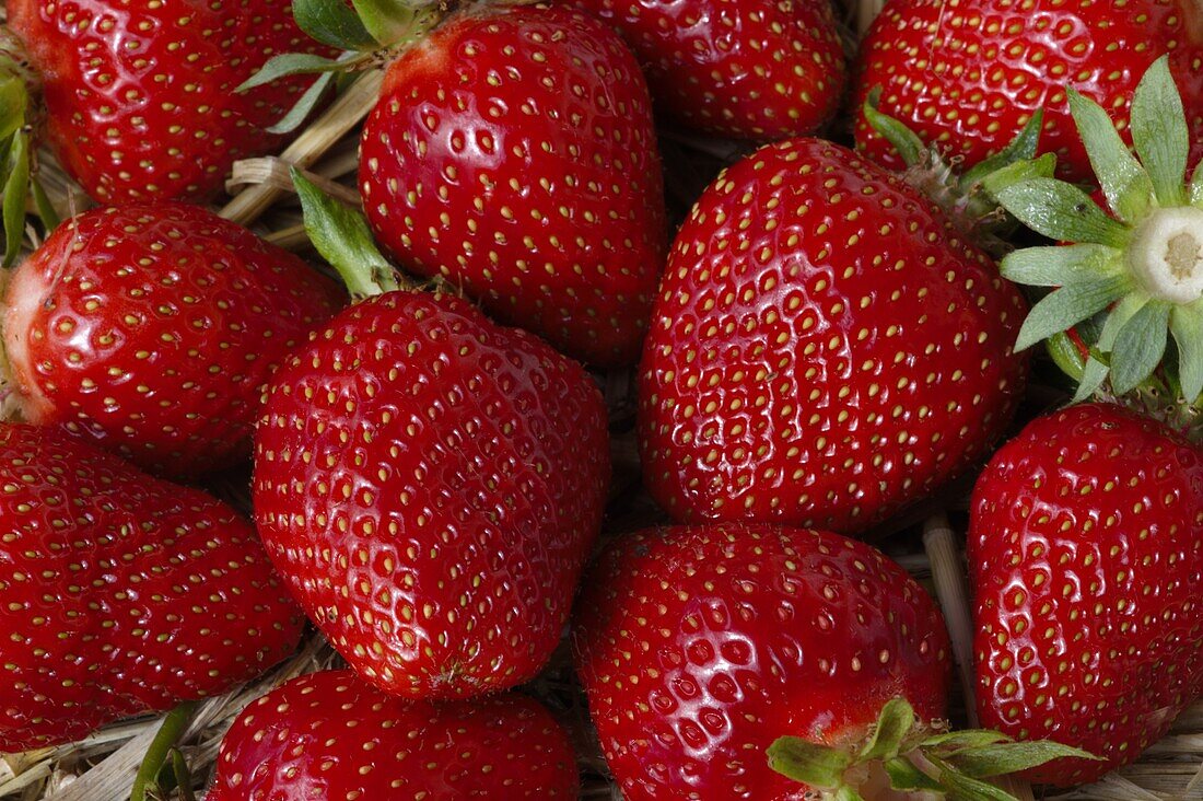 Fragaria x ananassa