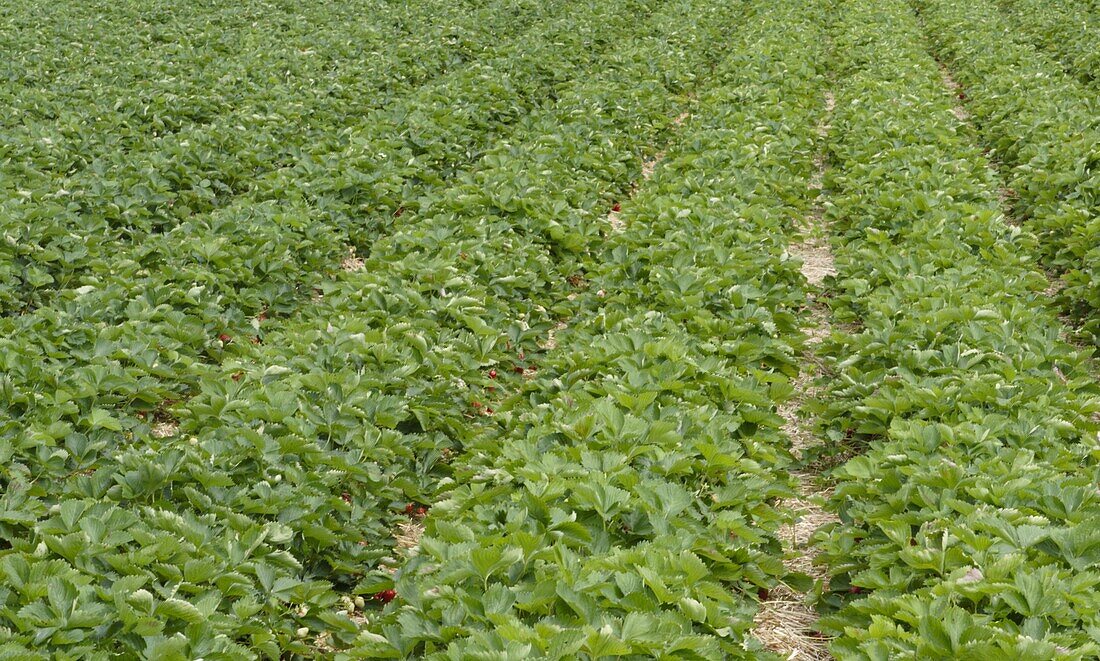 Strawberry field