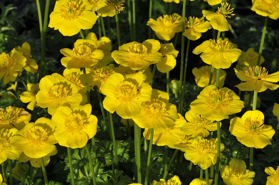 Trollius pumilus