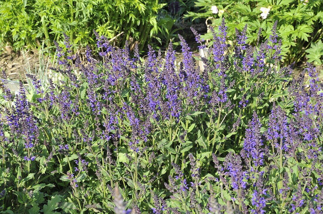 Salvia nemorosa 'Viola Klose'