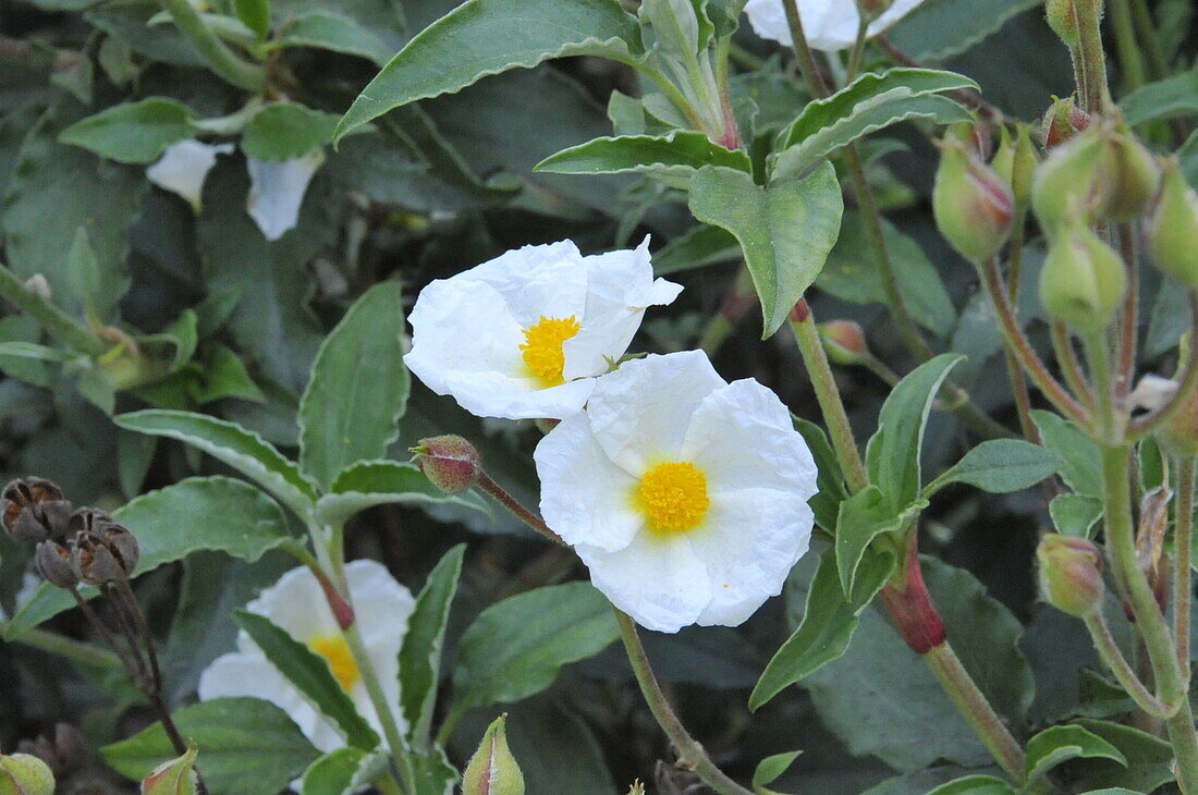 Cistus laurifolius