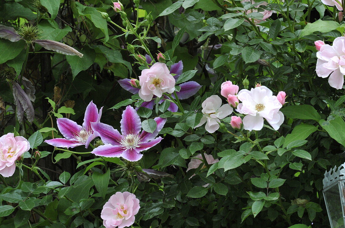 Clematis and rose
