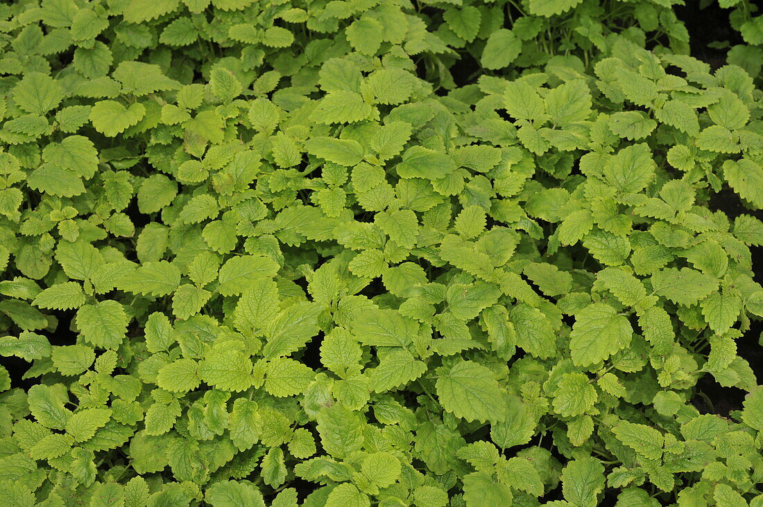 Mentha spicata 'English Green'