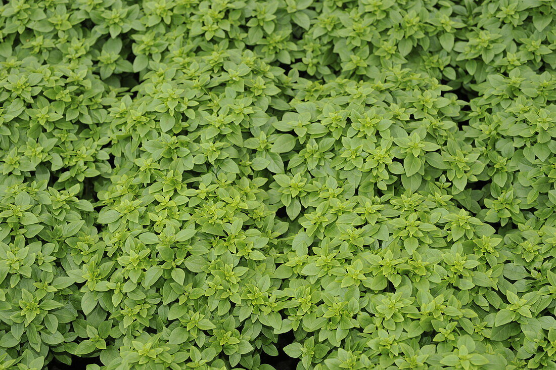 Origanum vulgare