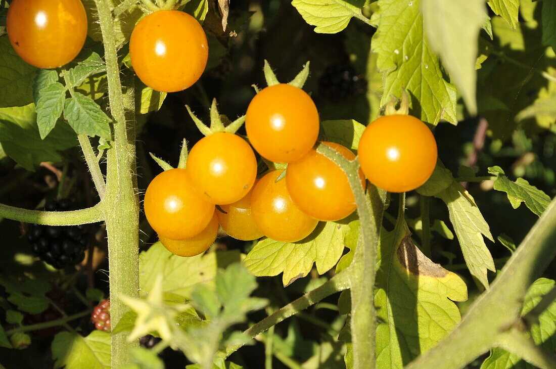 Solanum lycopersicum 'Golden Currant'.