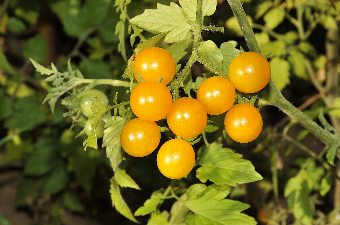 Solanum lycopersicum 'Golden Currant'