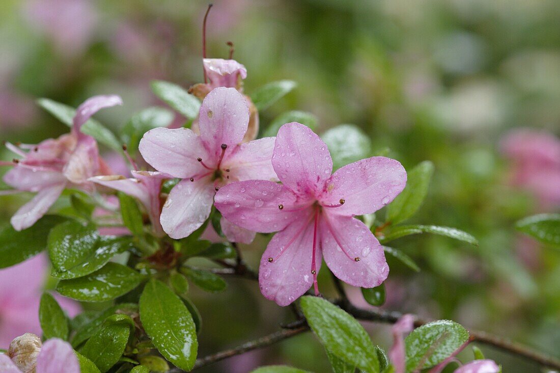 Rhododendron obtusum