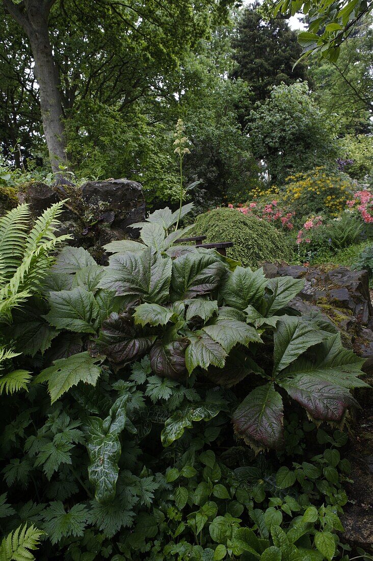 Rodgersia podophylla