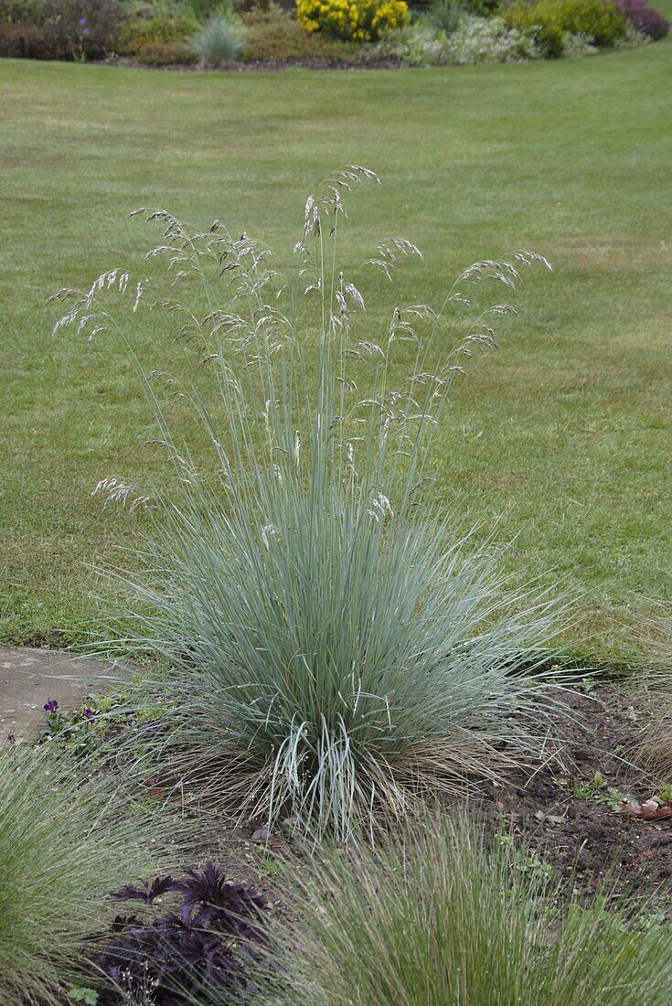 Festuca glauca