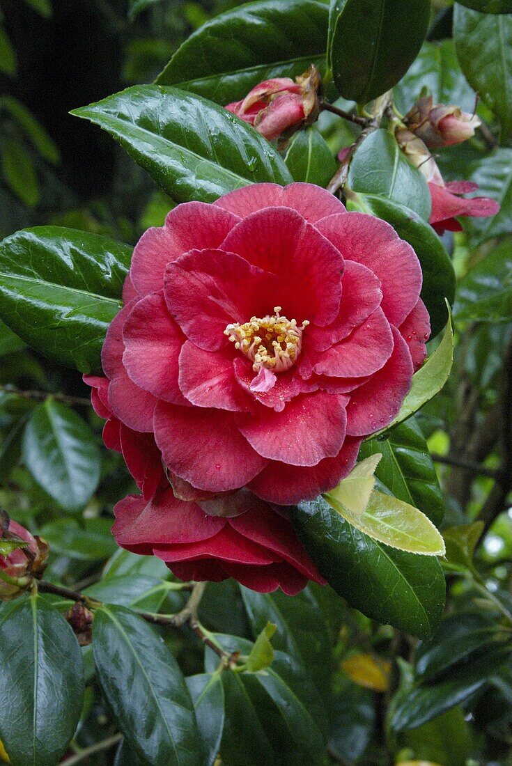 Camellia, red