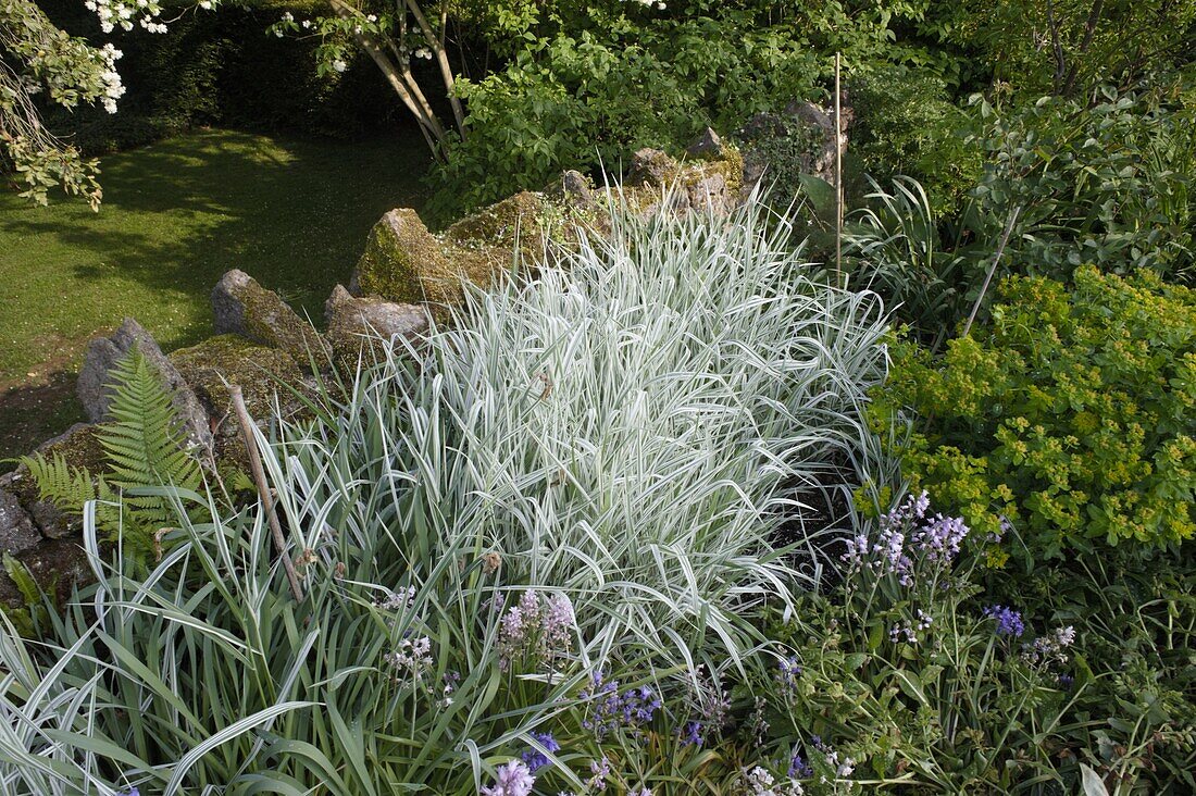 Miscanthus sinensis 'Variegatus