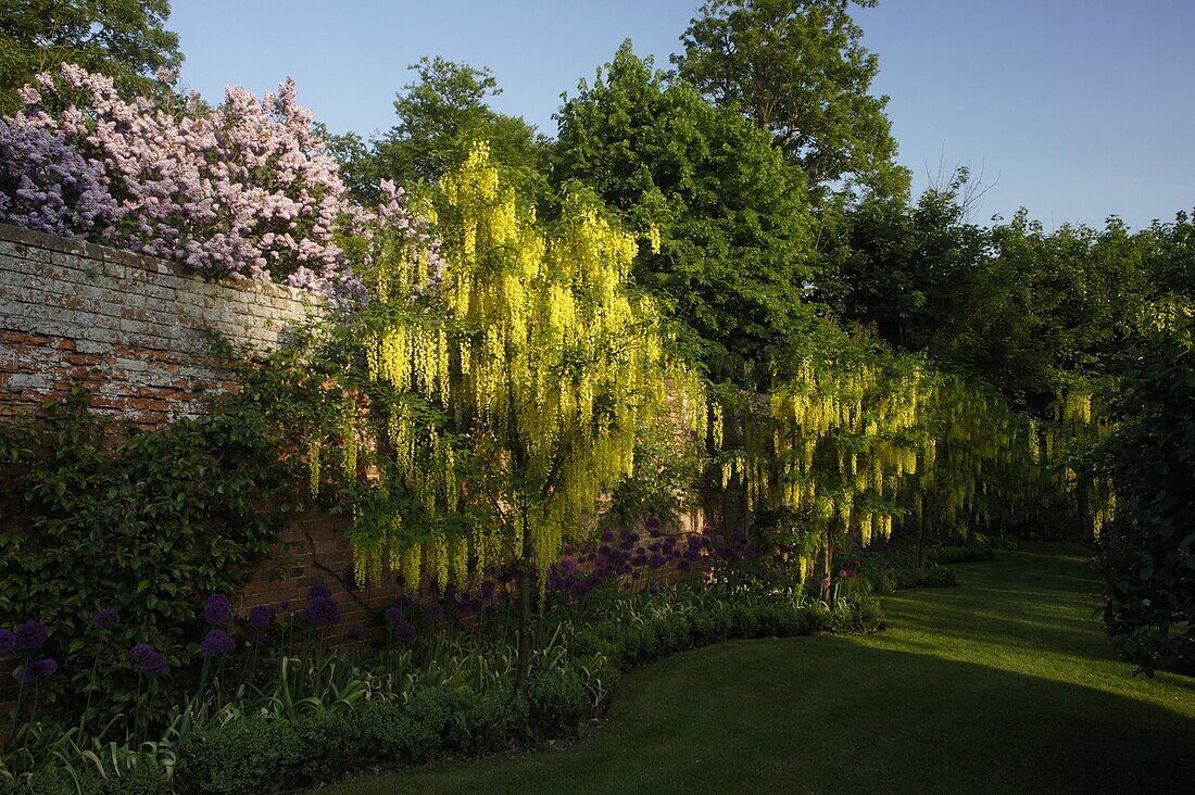 Laburnum anagyroides