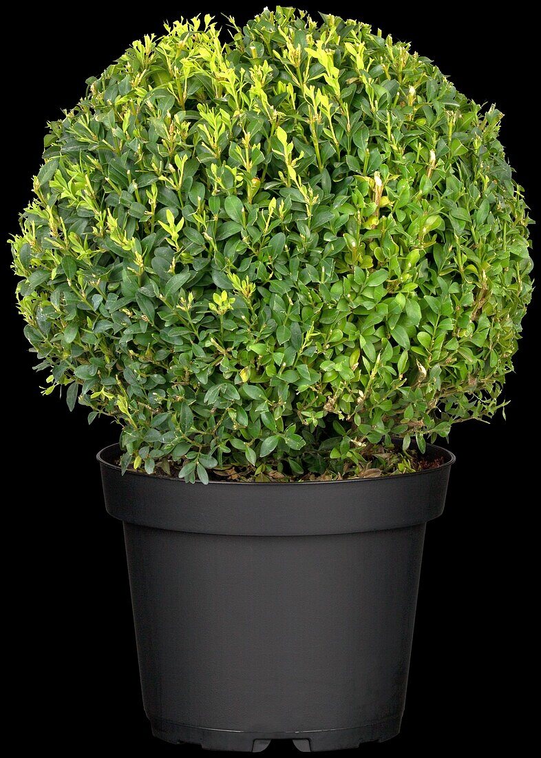 Buxus sempervirens, globe