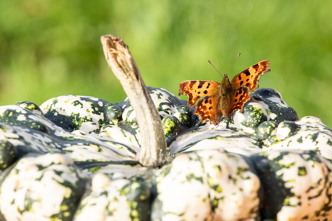 Butterfly on pumpkin
