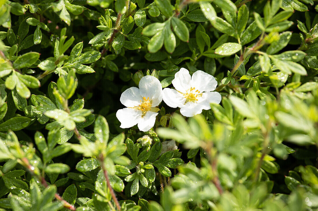 Potentilla fruticosa 'Abbotswood'