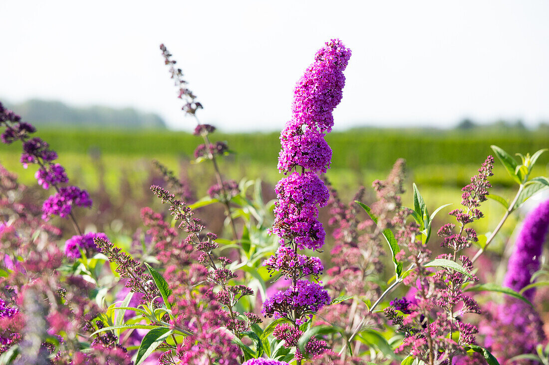 Buddleja davidii 'Royal Red'