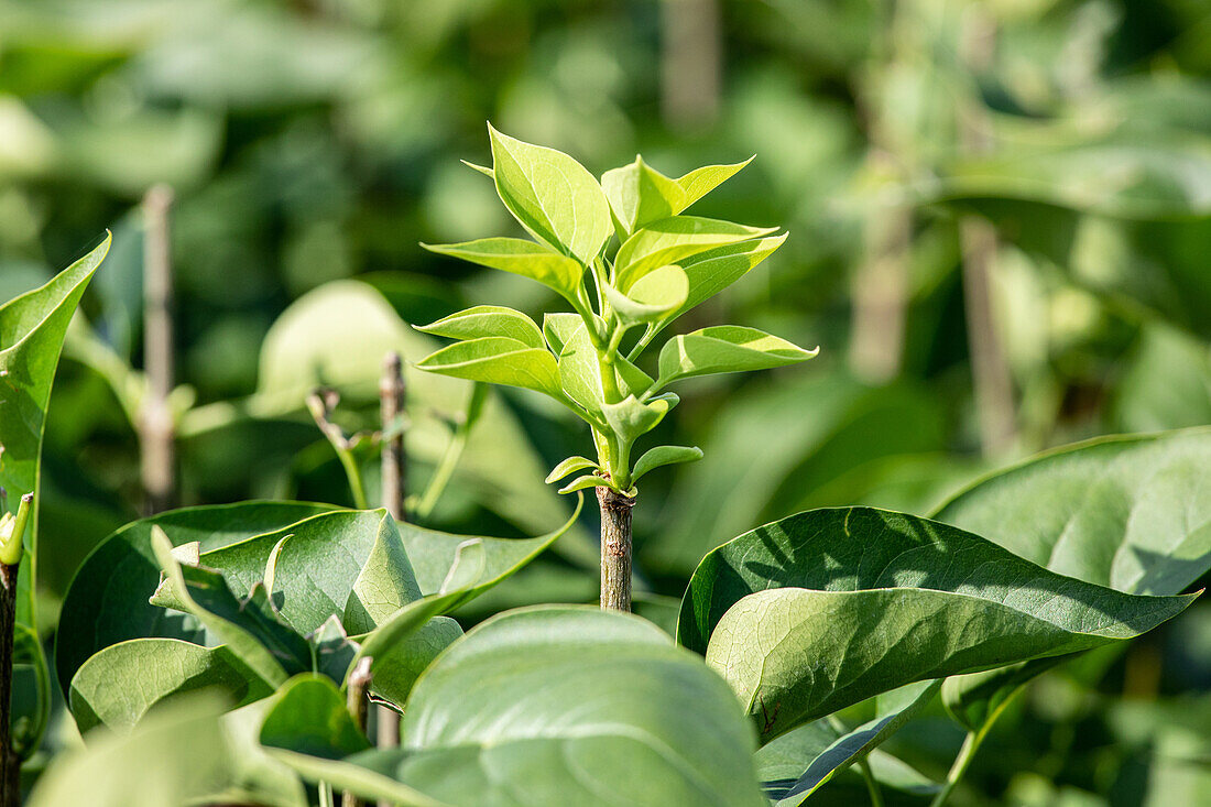 Syringa vulgaris 'Monique Lemoine'