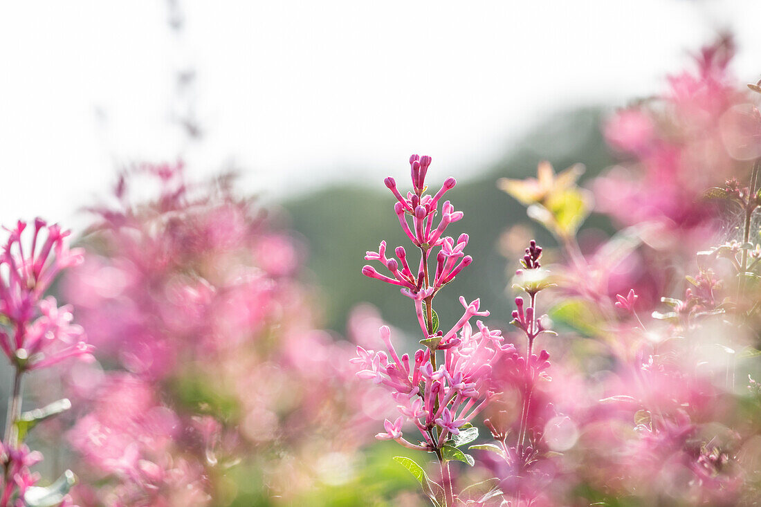 Syringa vulgaris 'Mrs Edward Harding'