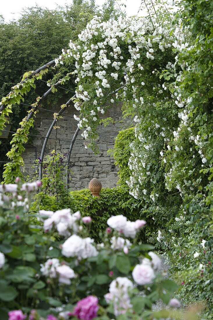 Rose arch