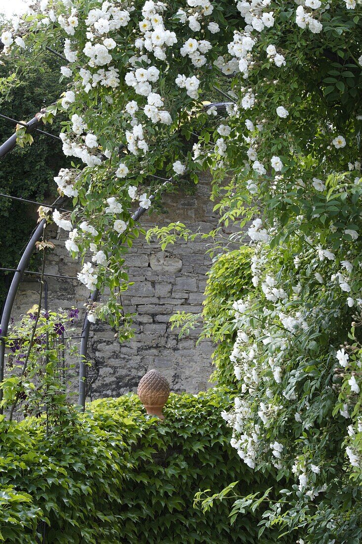 Rose arch