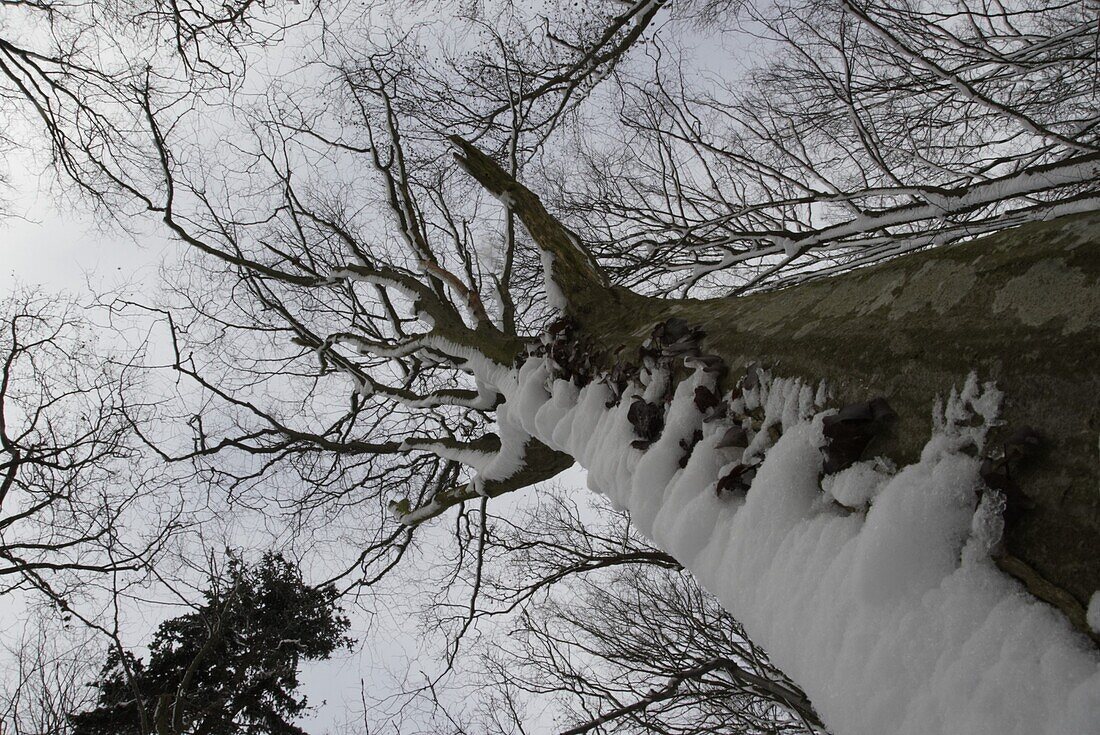 Winter forest - trees with snow