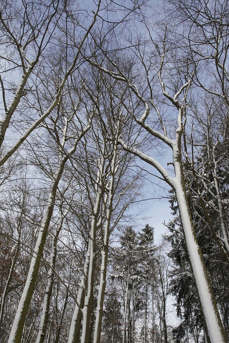 Winter forest