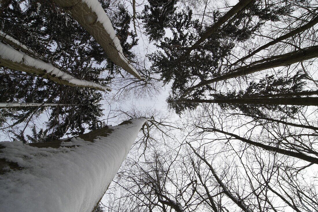 Winterwald