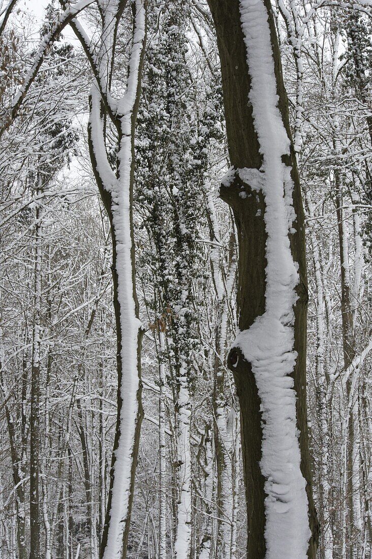 Winter forest