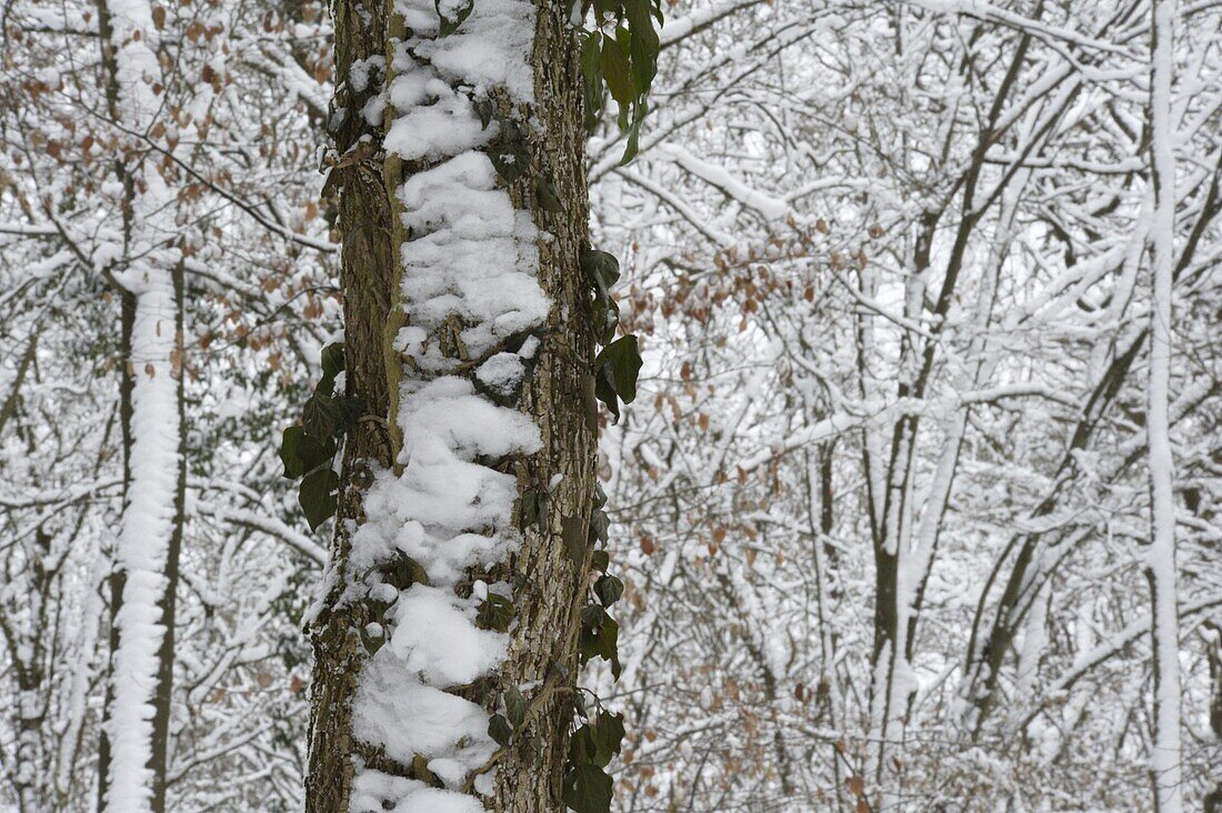 Winterwald