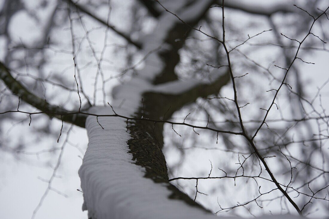 Winter forest