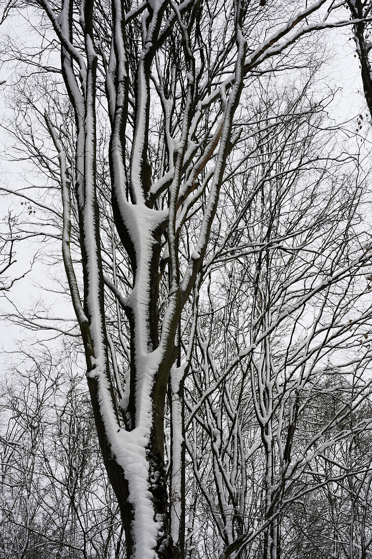 Winterwald