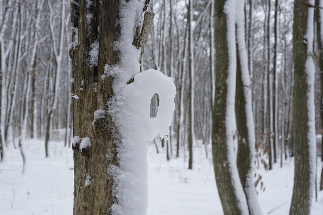 Winter forest - snow formation