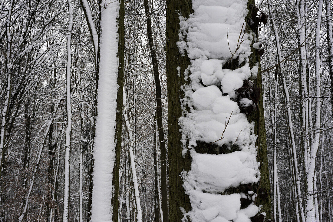 Winter forest