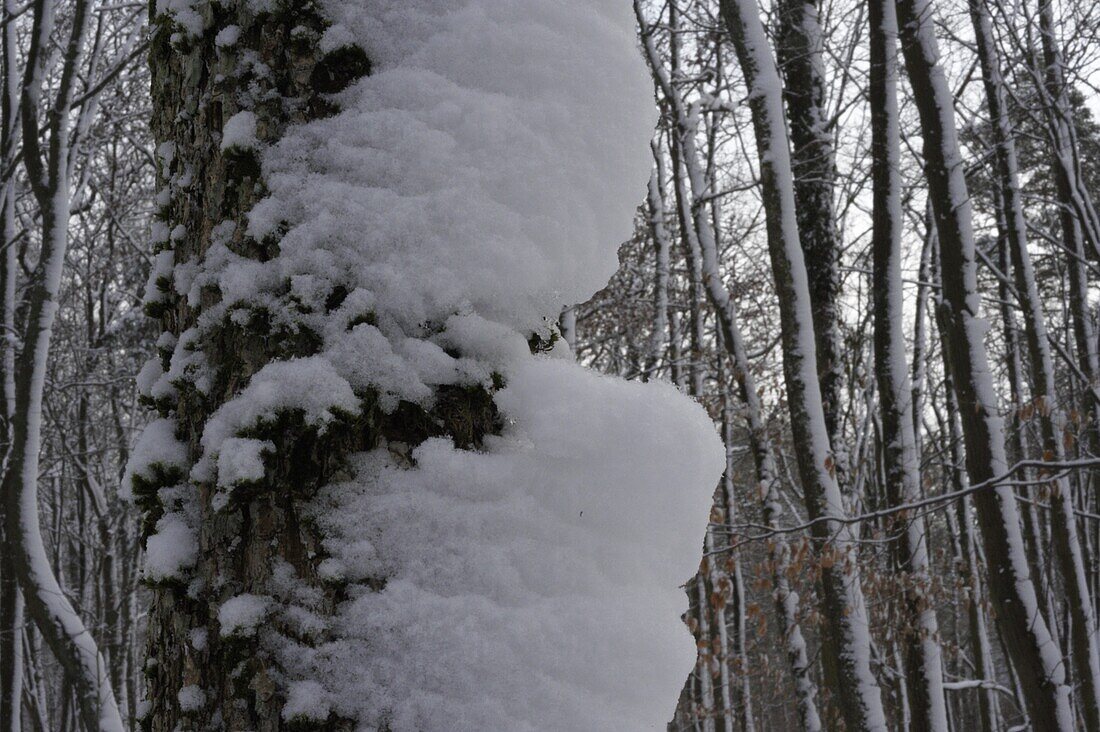 Winterwald