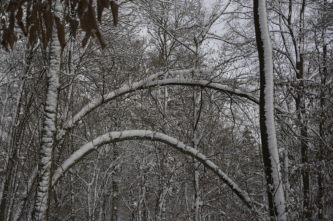 Winterwald