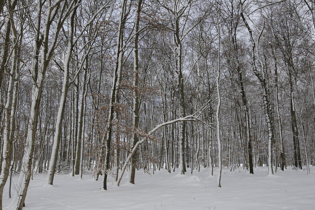 Winterwald