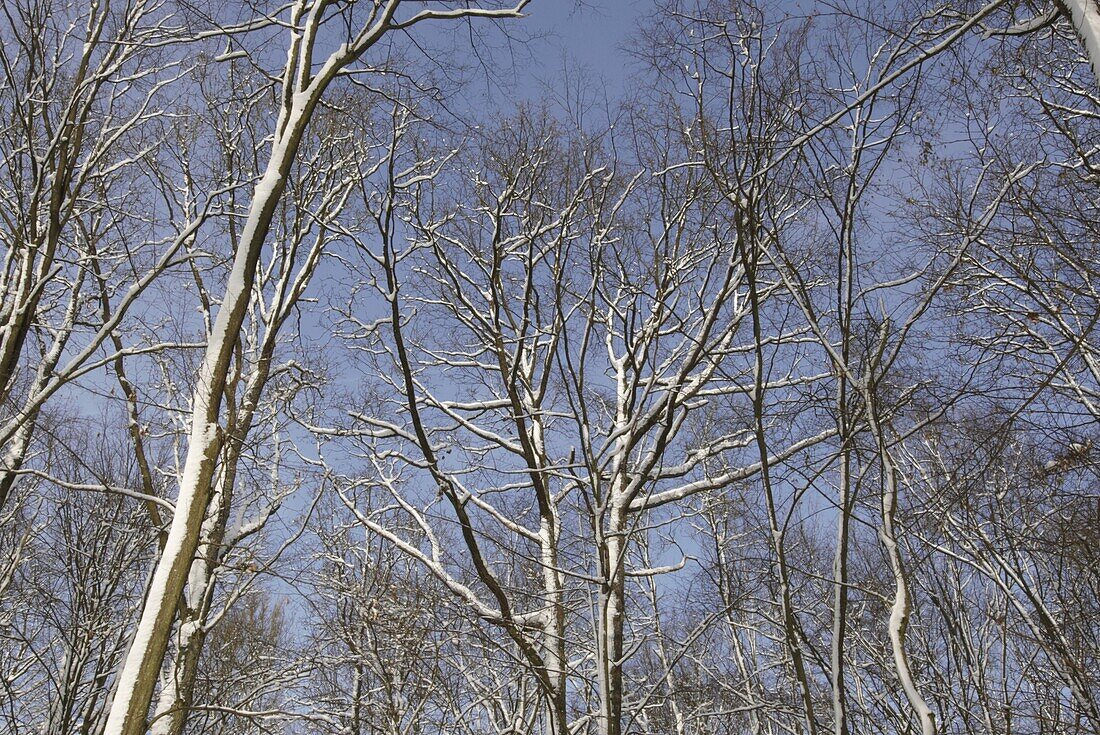 Winter forest